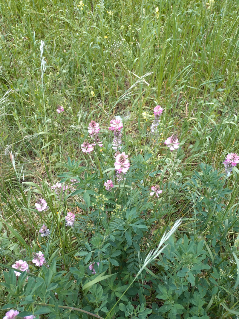 lupinella — Bild 1