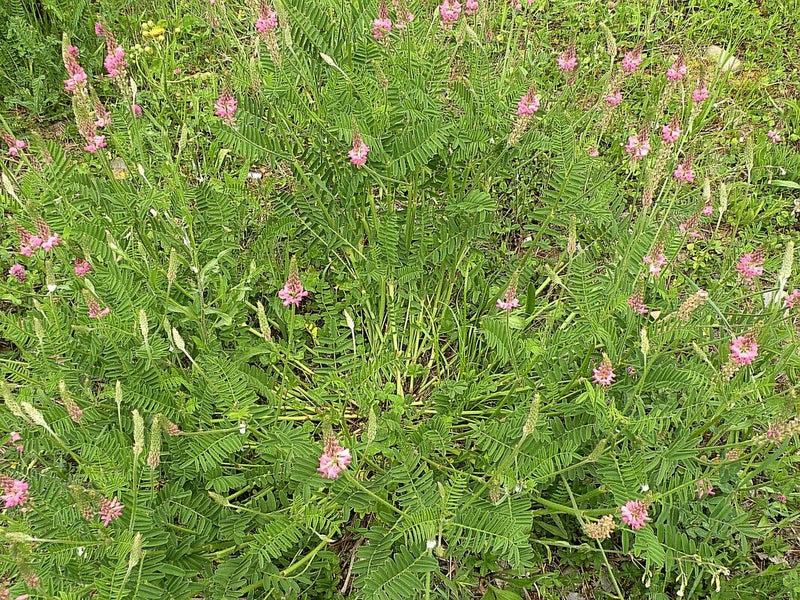 Si vede una sulla in fiore con le sue caratteristiche infiorescenze rosa e foglie pennate in un prato.