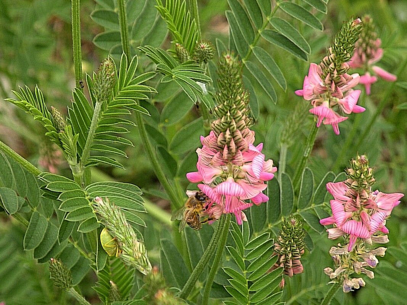 Sono visibili infiorescenze rosa e foglie pennate di una lupinella in un ambiente di prato verde. Un'ape sta visitando uno dei fiori.