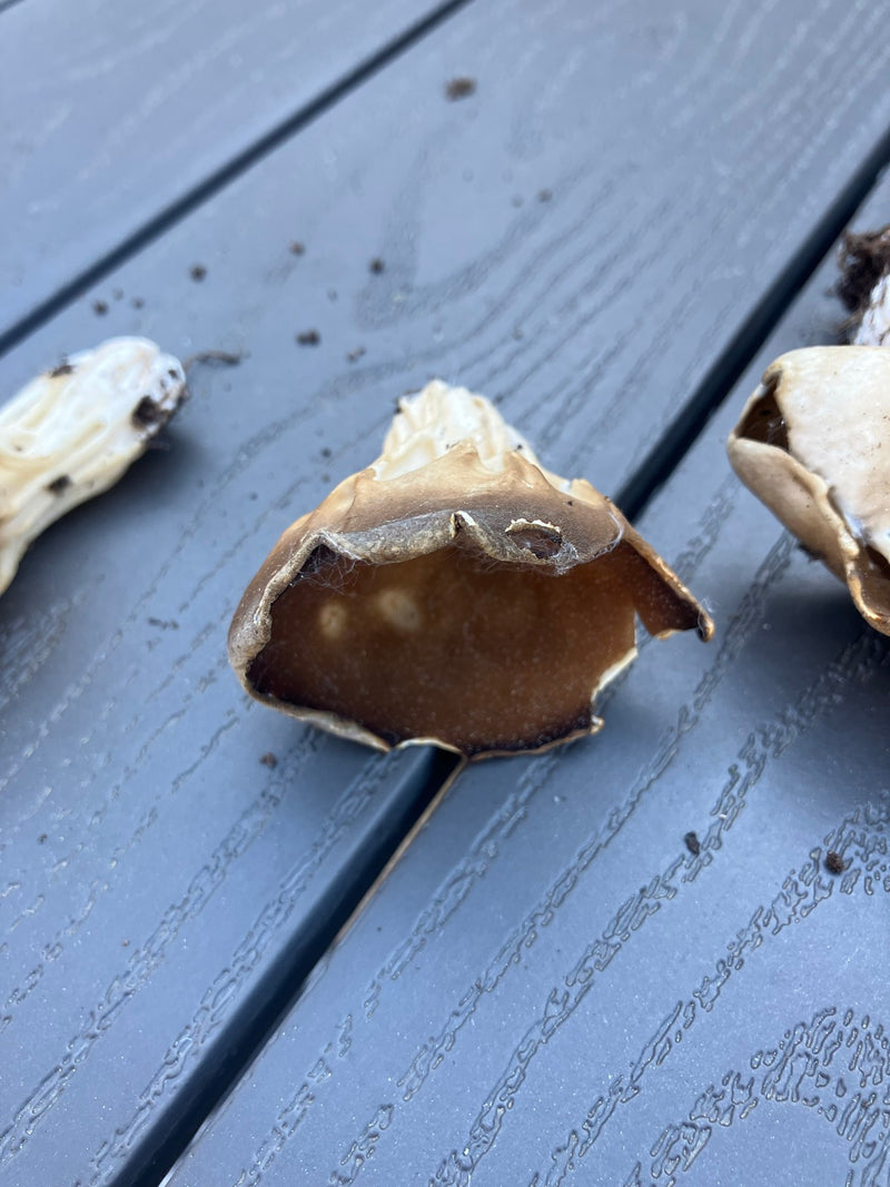 Alloro commestibile — Bild 2