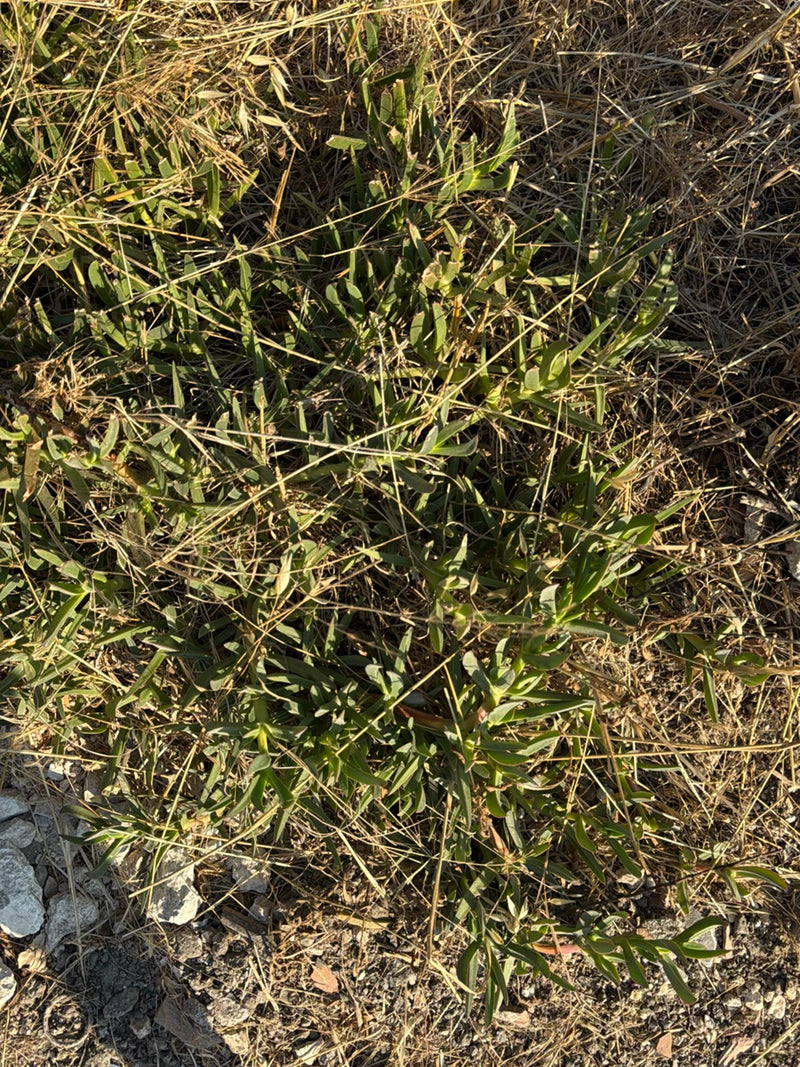 Pianta di ghiaccio commestibile — Bild 1