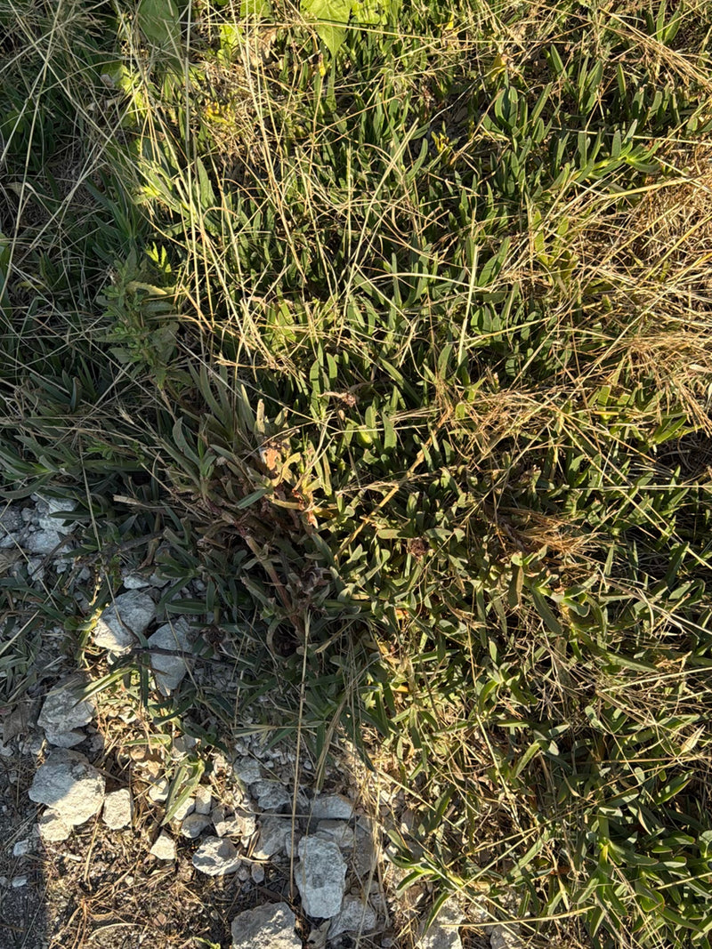 Pianta di ghiaccio commestibile — Bild 3