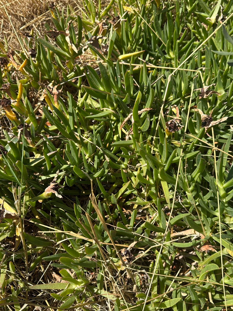Pianta di ghiaccio commestibile — foto 5 di 13