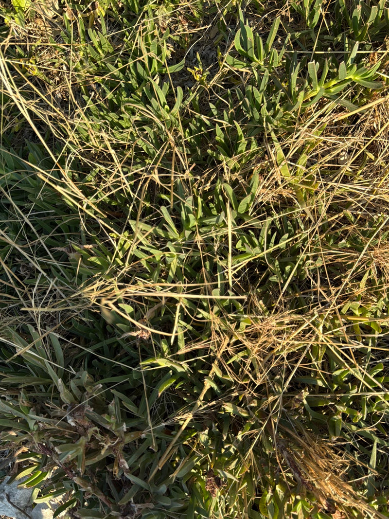Pianta di ghiaccio commestibile — Bild 2