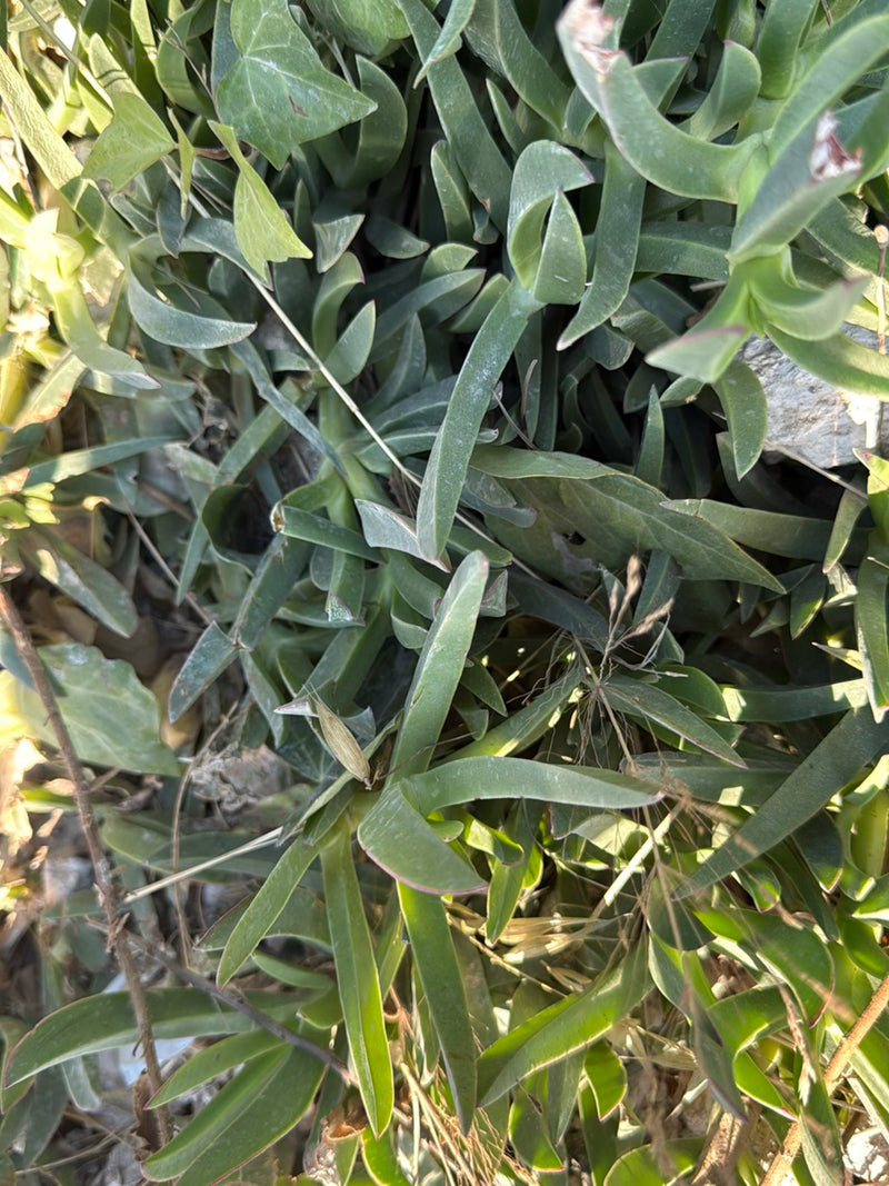 Pianta di ghiaccio commestibile — Bild 4