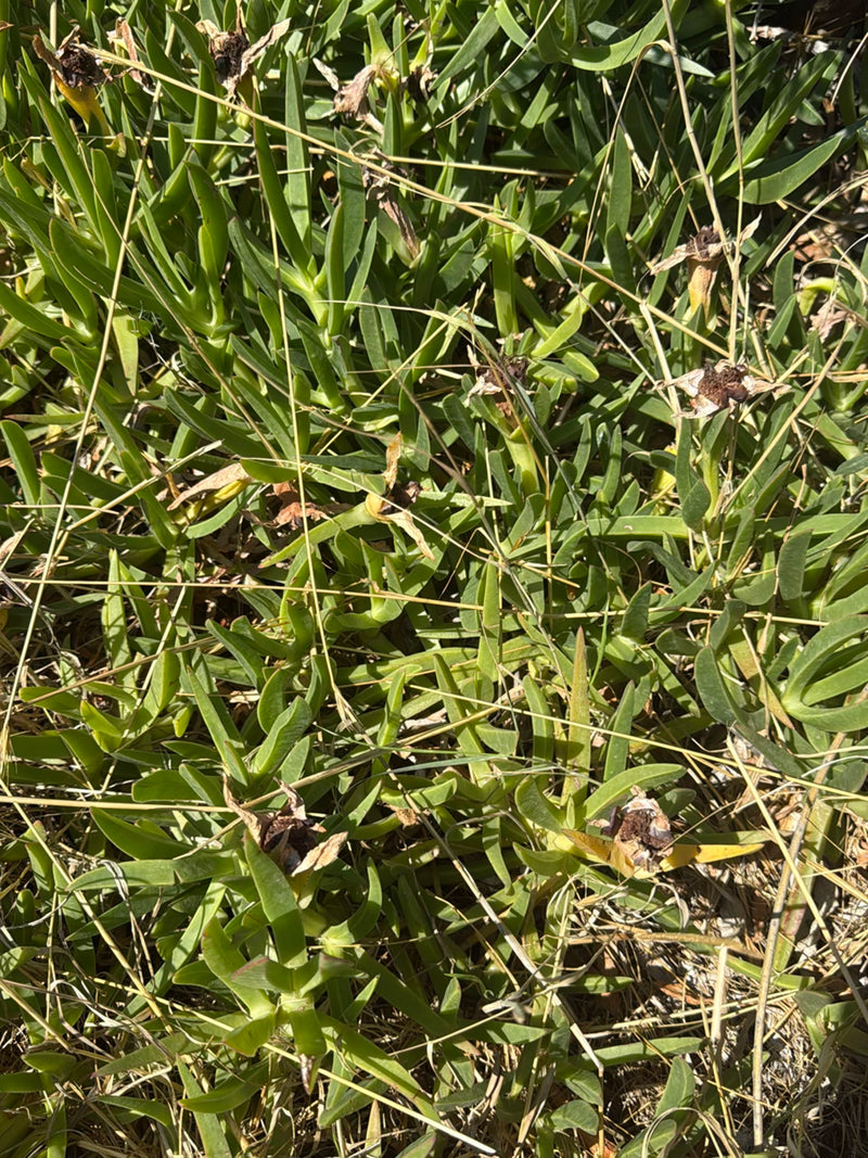 Pianta di ghiaccio commestibile — foto 3 di 13