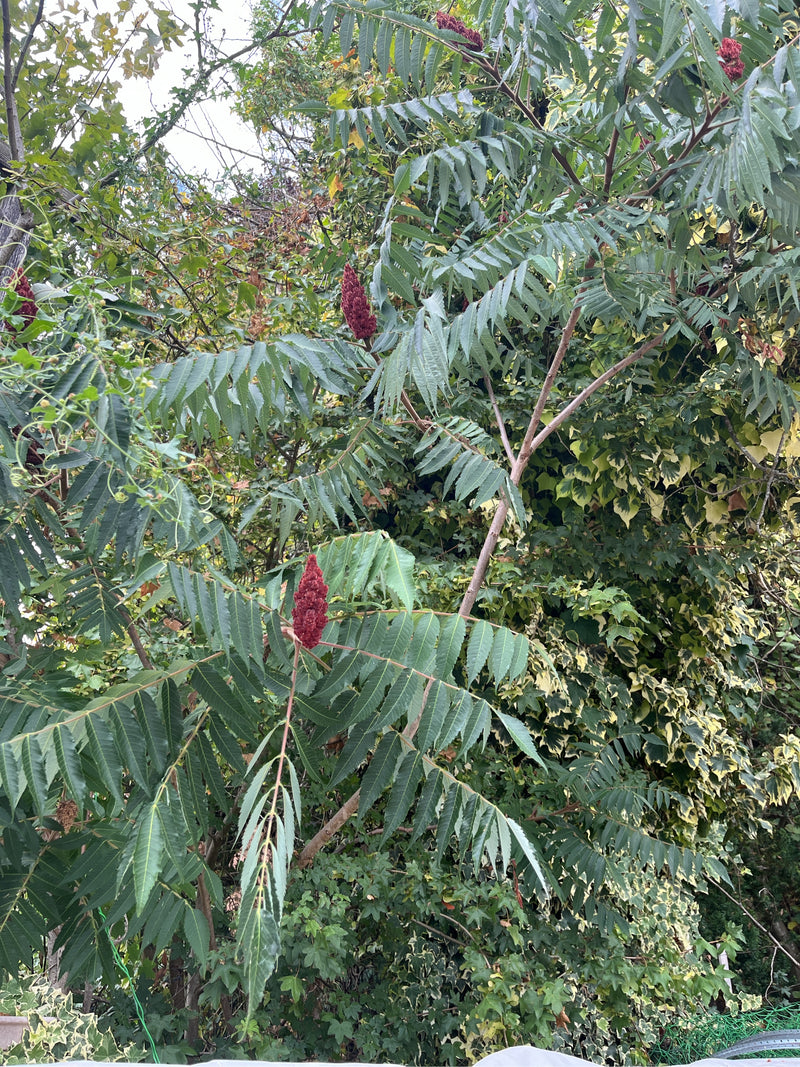 Albero dell'aceto — Bild 1