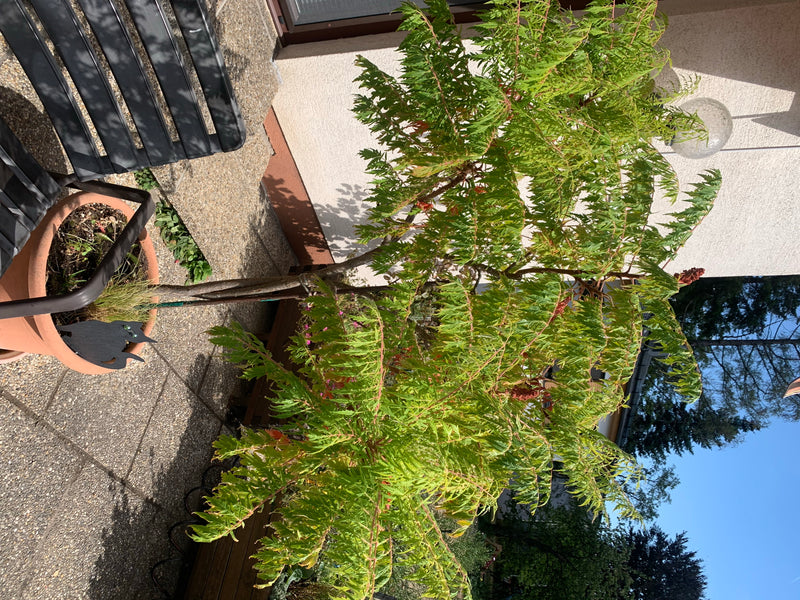 L'immagine mostra un sommacco maggiore in un vaso su una terrazza. Le tipiche foglie pennate e la forma di crescita sono chiaramente visibili.