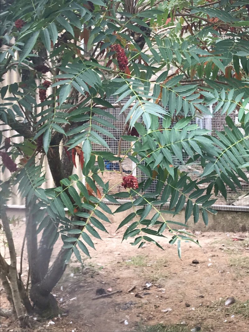 Si vede un sommacco maggiore con le sue tipiche foglie pennate e grappoli di frutta rossi eretti. La pianta si trova all'esterno davanti a una recinzione di ...