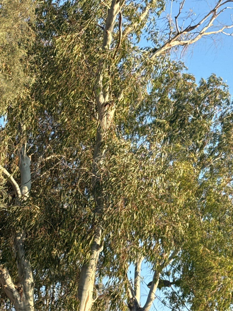 eucalipto — Bild 3