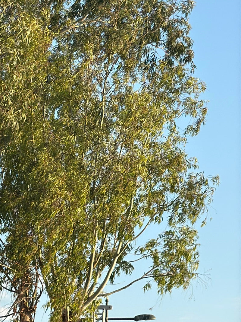 eucalipto — Bild 1
