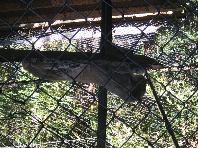 Eurasischer Luchs — foto 1 di 1