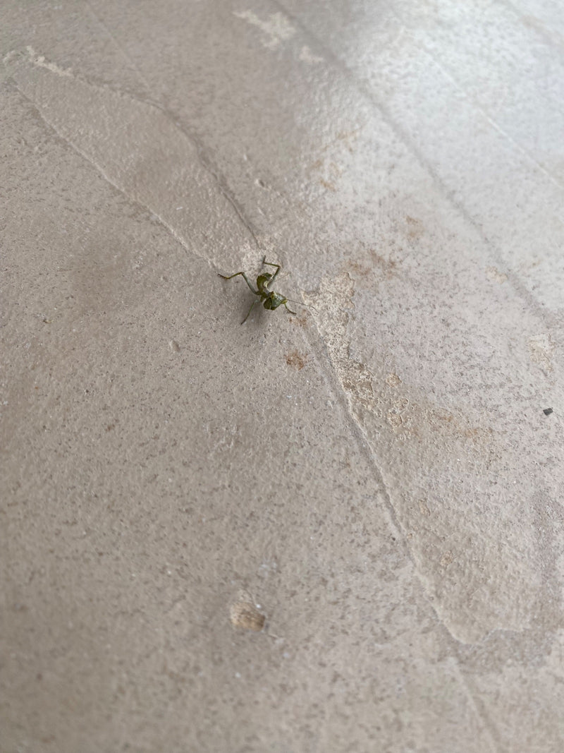 Mantide religiosa europea — Bild 2