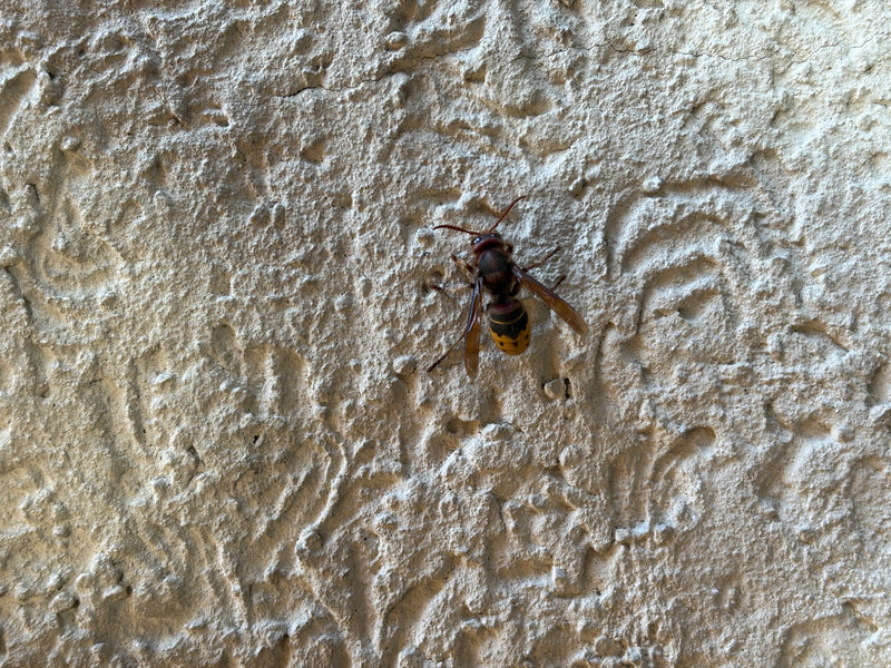 Un calabrone riposa tranquillamente su un muro ruvido e chiaro di una casa. La sua tipica colorazione bruno-rossastra e giallo-nera è ben visibile.