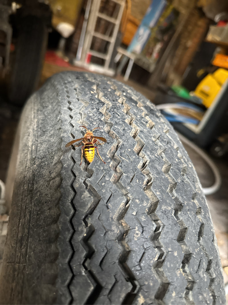 Un calabrone siede sul battistrada di un vecchio pneumatico d'auto in un'officina. L'insetto è chiaramente visibile e riposa sulla superficie di gomma.