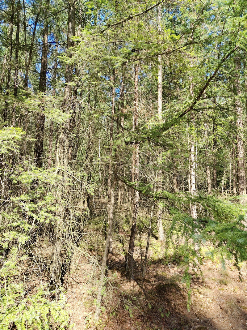 Diversi larchi europei crescono vicini in un bosco rado. Gli aghi sottili e la caratteristica struttura dei rami sono chiaramente visibili.
