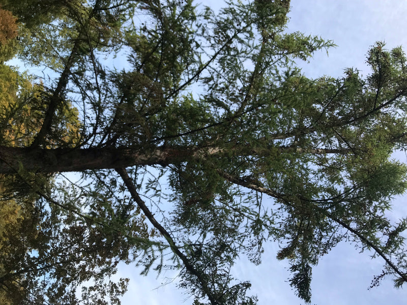 L'immagine mostra un larch europeo visto dal basso con una prospettiva dal basso. I rami e gli aghi si distinguono contro il cielo chiaro.