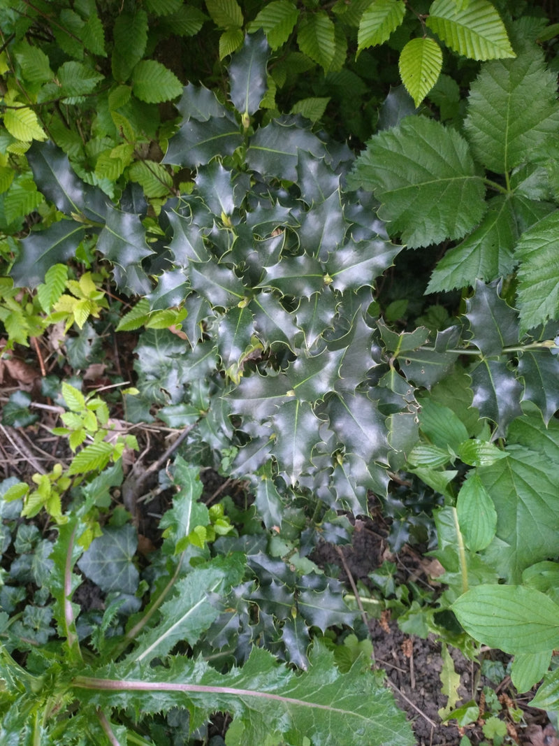 Agrifoglio — Bild 1