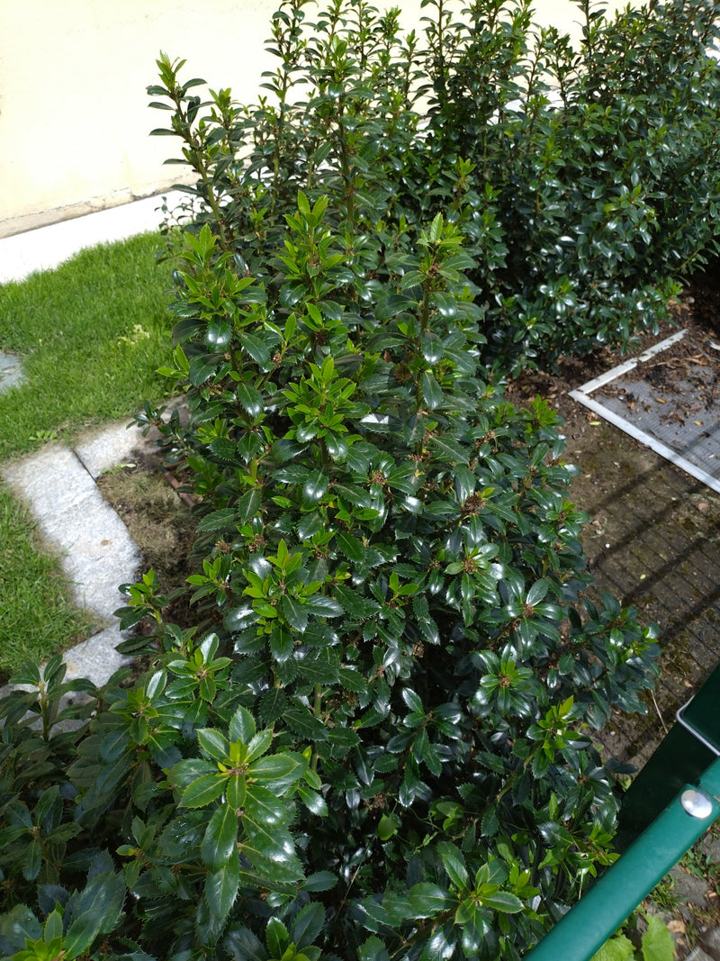 La foto mostra un denso agrifoglio con foglie lucide, verde scuro e spinose. La pianta si trova in un'aiuola da giardino davanti al muro di una casa.