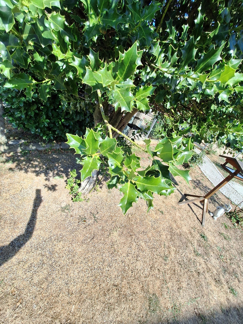 È visibile un ramo di agrifoglio con tipiche foglie verde scuro e spinose. L'albero cresce in un'area di un giardino.