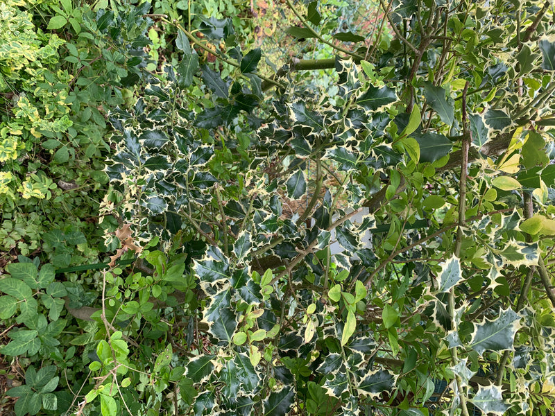 L'immagine mostra un agrifoglio con foglie tipicamente dentate. La pianta cresce in un giardino.