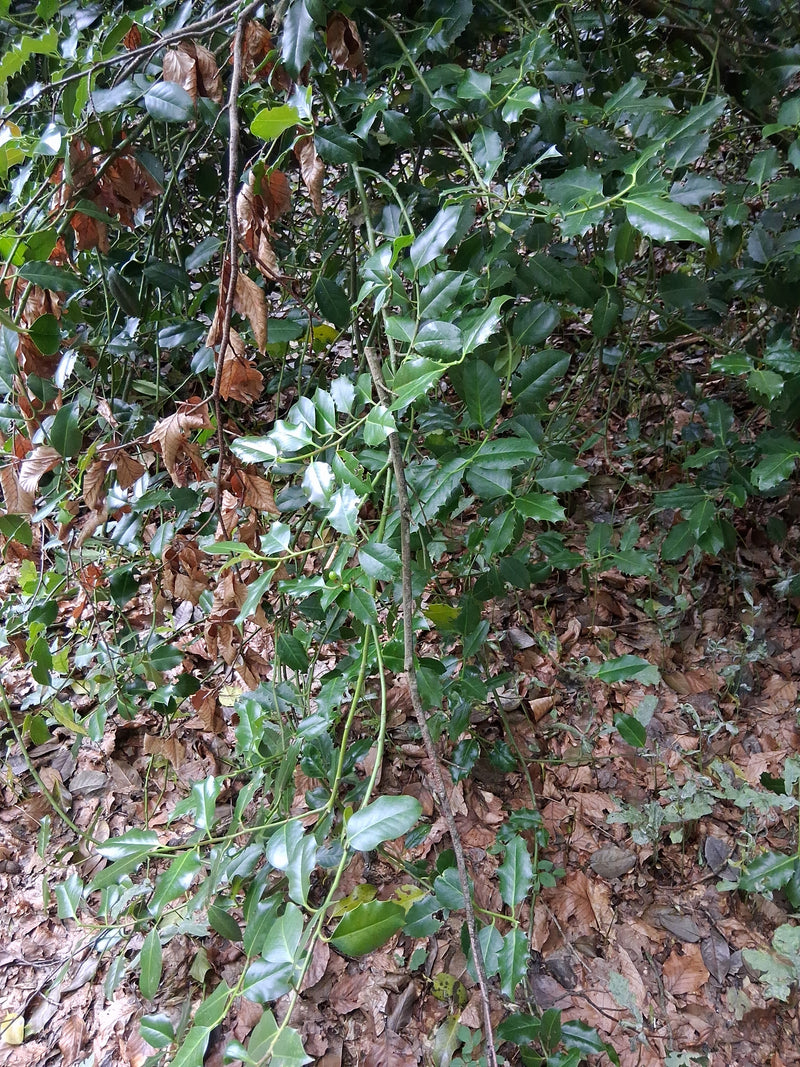 L'immagine mostra le foglie lucide, verde scuro e tipicamente spinose di un agrifoglio. Cresce in un habitat boschivo su un terreno coperto di foglie.