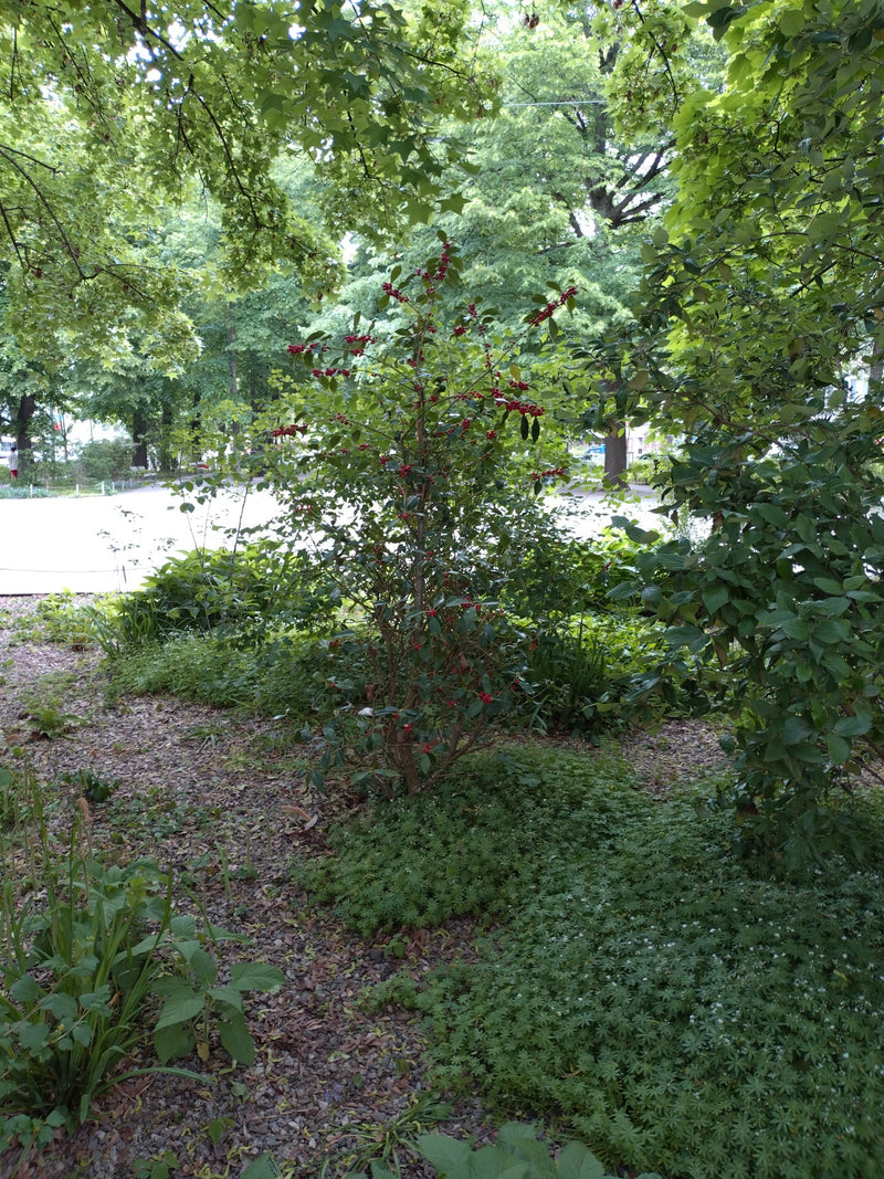 Si vede un agrifoglio in un giardino. L'arbusto porta bacche rosse e si trova tra altri alberi e cespugli.