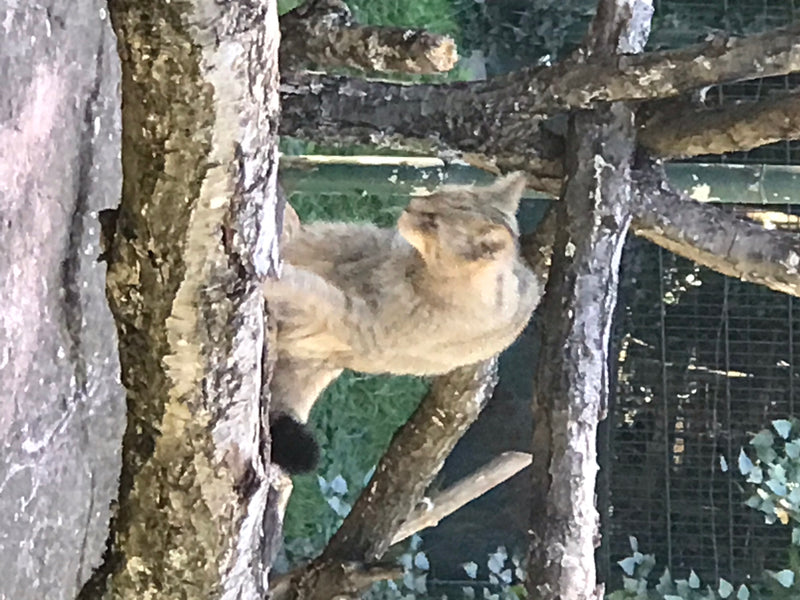 Europäische Wildkatze — foto 1 di 1
