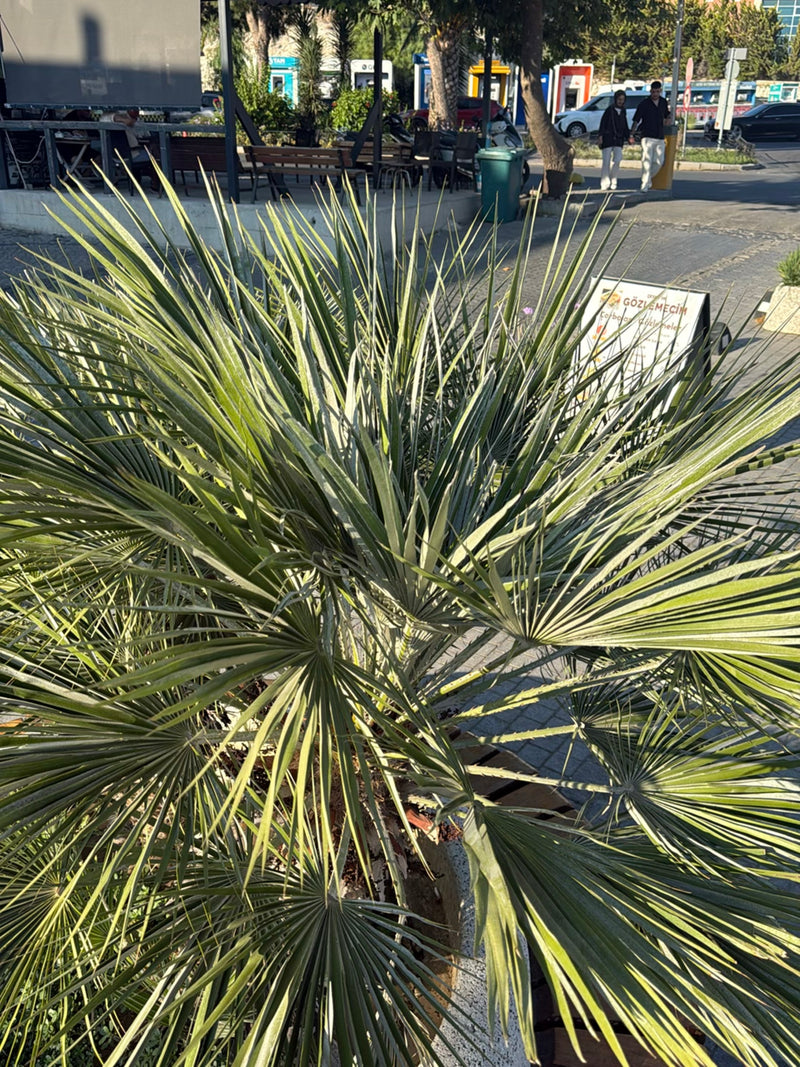 Palma nana europea — foto 1 di 7