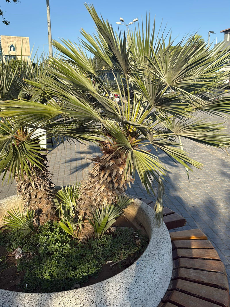Palma nana europea — foto 4 di 7