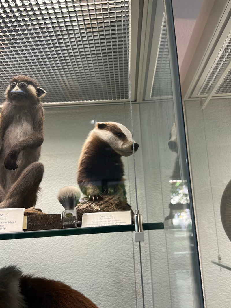Europäischer Dachs — foto 1 di 1