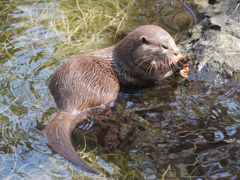 Lontra europea — Bild 1