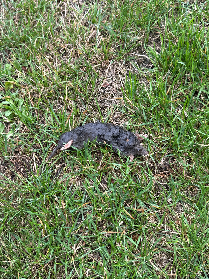 L'immagine mostra una singola talpa morta sdraiata su un prato. Le zampe scavatrici tipiche e la pelliccia scura sono chiaramente riconoscibili.