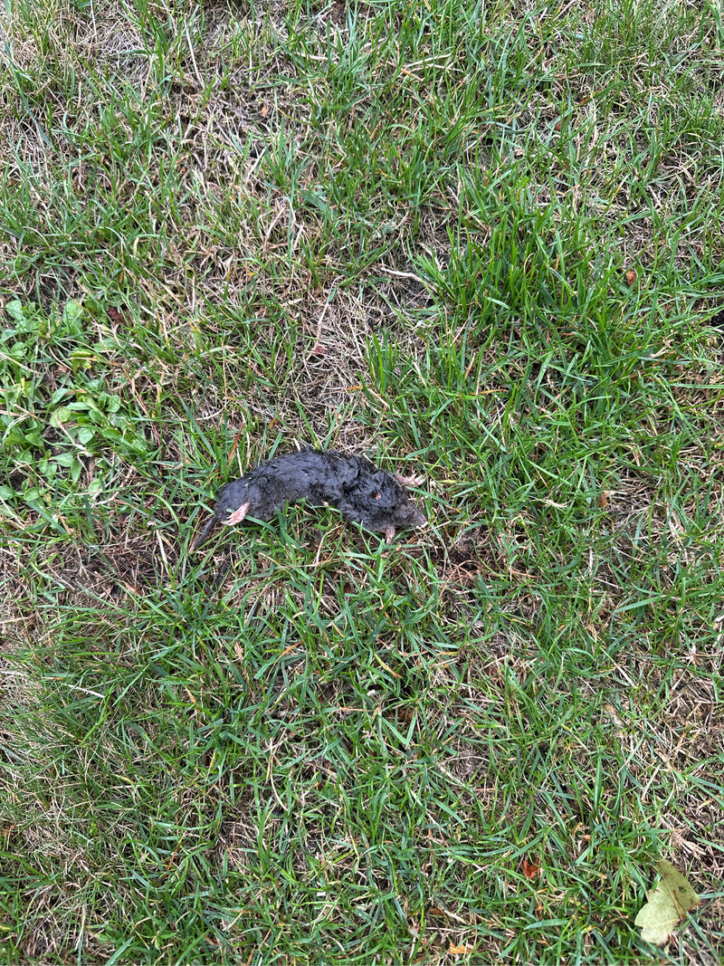 L'immagine mostra un esemplare morto di talpa sdraiato su un prato visto dall'alto. Il corpo scuro e vellutato con le sue caratteristiche zampe da scavo è ch...