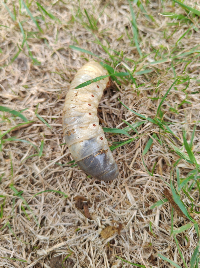 Scarabeo rinoceronte europeo — foto 3 di 21