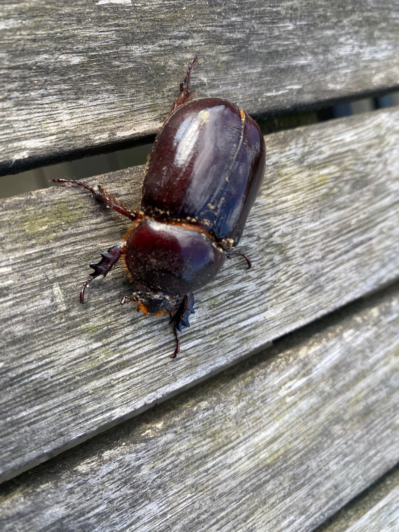 Scarabeo rinoceronte europeo — foto 4 di 21