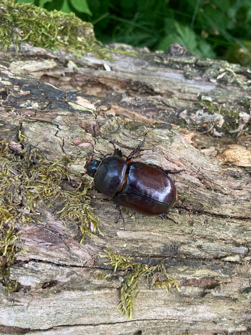 Scarabeo rinoceronte europeo — foto 1 di 21