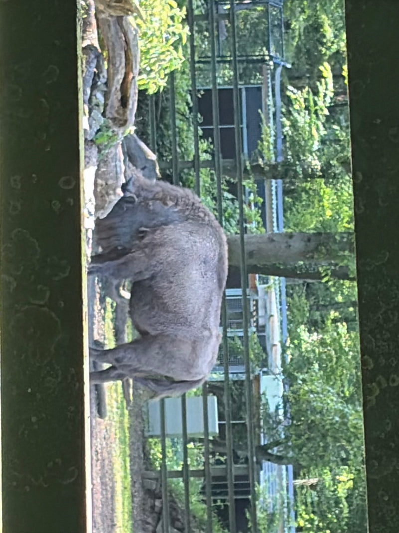 Bisonte europeo — Bild 1