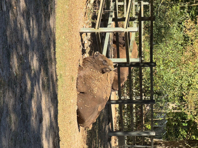 Un bisonte europeo riposa a terra in un recinto recintato. Un altro animale è parzialmente visibile sullo sfondo.