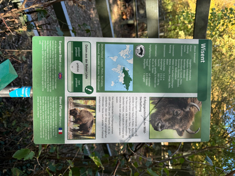 Bisonte europeo — foto 4 di 6