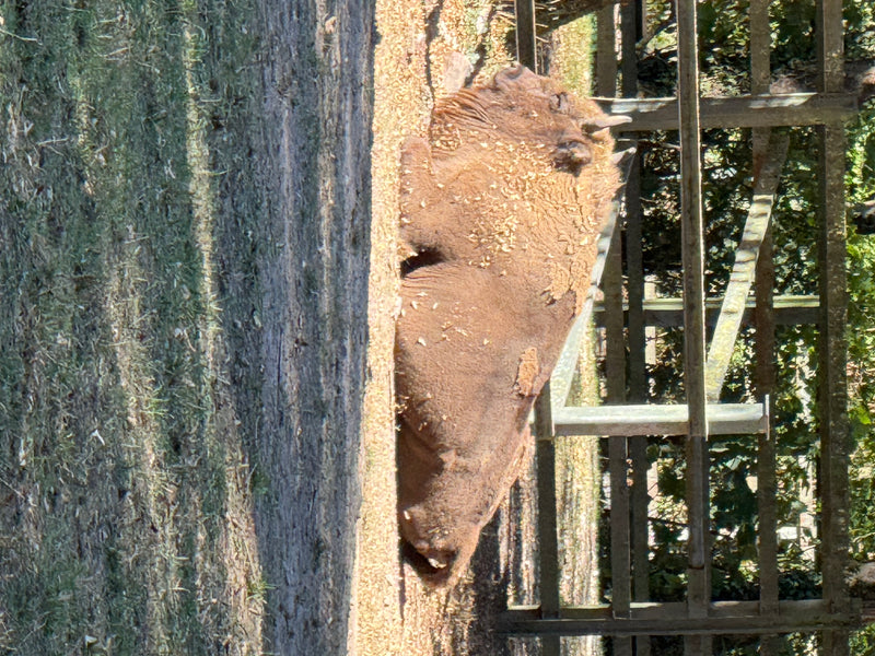 Un bisonte europeo è sdraiato sul terreno sabbioso in un ambiente boscoso. L'animale riposa pacificamente all'ombra.