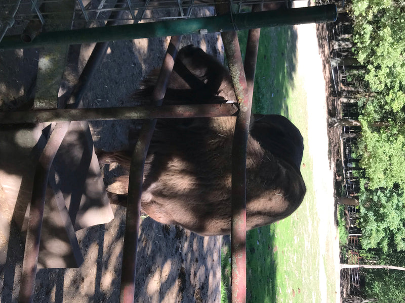 L'immagine mostra un bisonte europeo parzialmente dietro una recinzione metallica. Il grande mammifero si trova in un recinto.