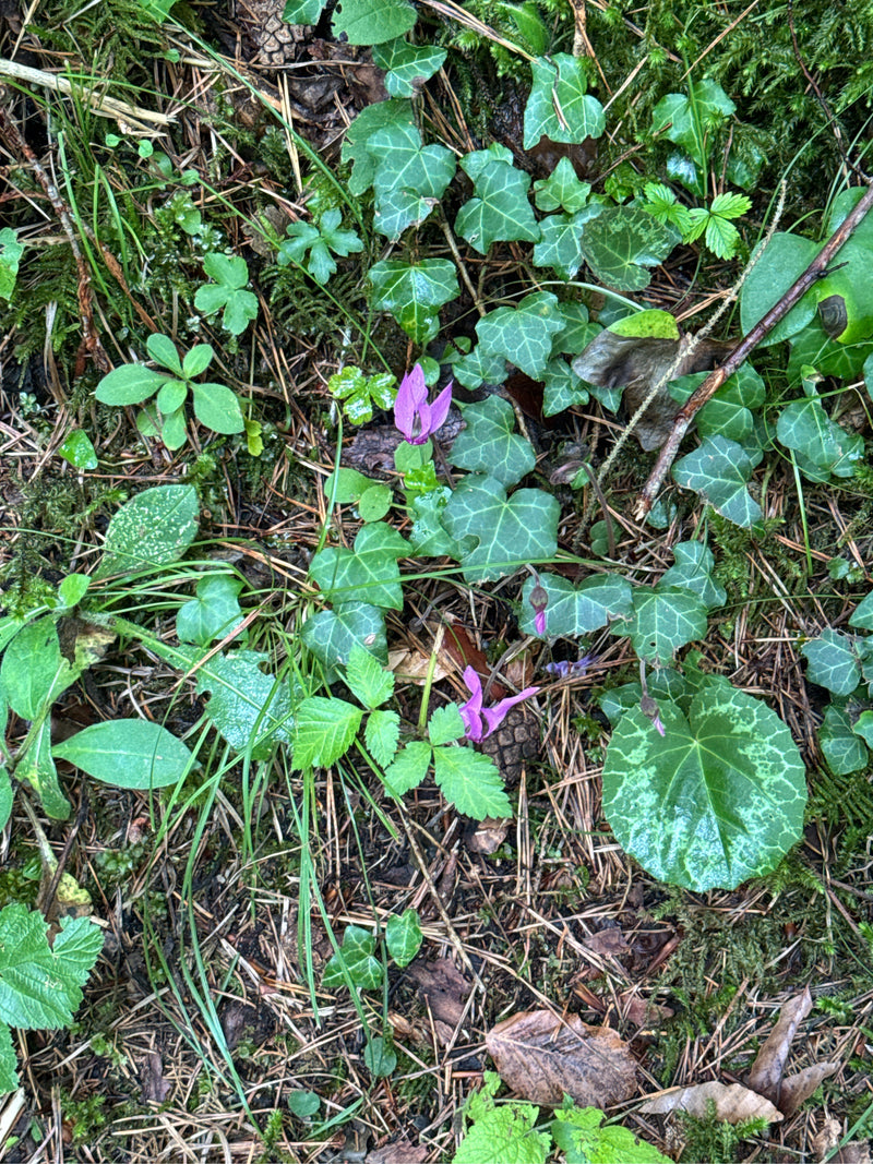 Ciclamino — Bild 1