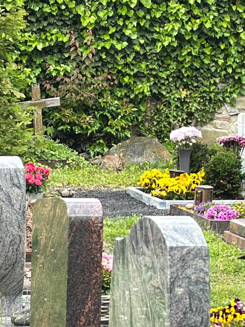Un coniglio selvatico si trova in un cimitero davanti a una parete ricoperta d'edera. In primo piano si vedono lapidi e aiuole.