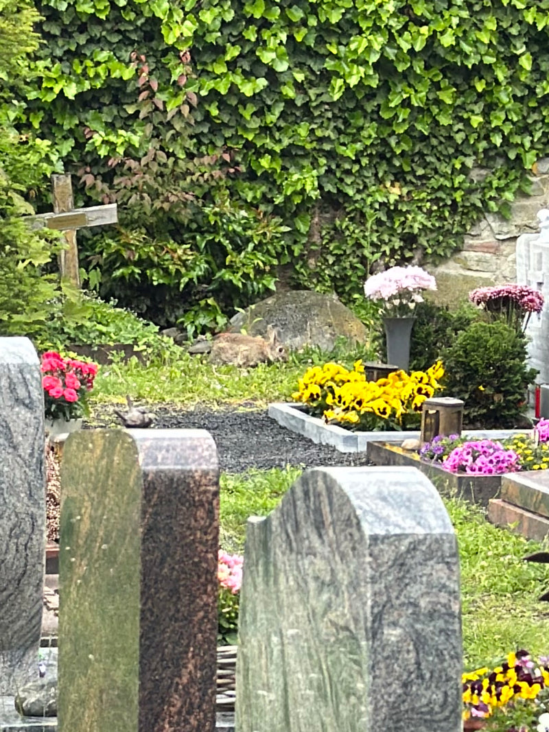 Un coniglio selvatico siede sullo sfondo di un cimitero tra tombe e aiuole. Sul fondo è visibile un muro di pietra ricoperto di edera.