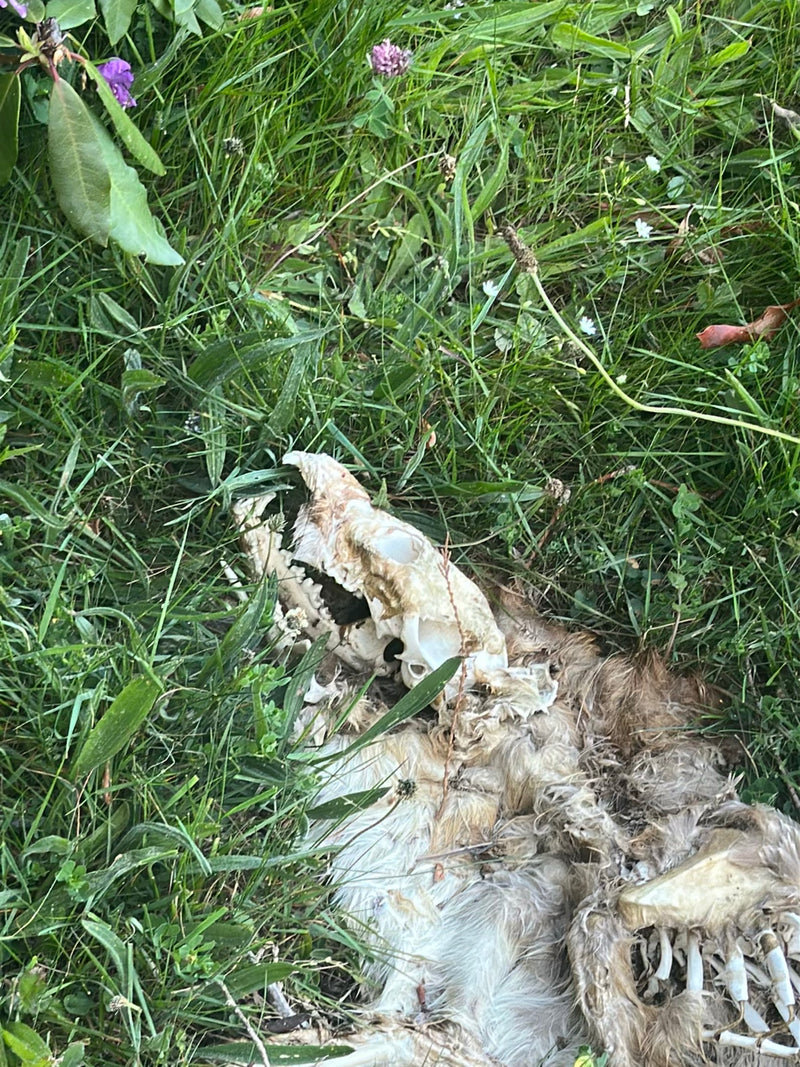 Il corpo in decomposizione e il teschio di un coniglio selvatico giacciono nell'erba di un prato verde. L'animale è morto e parzialmente scheletrizzato.
