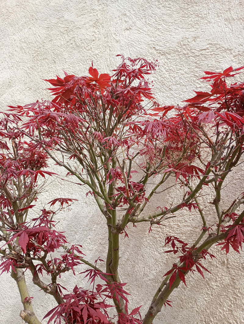 Acero giapponese — Bild 1