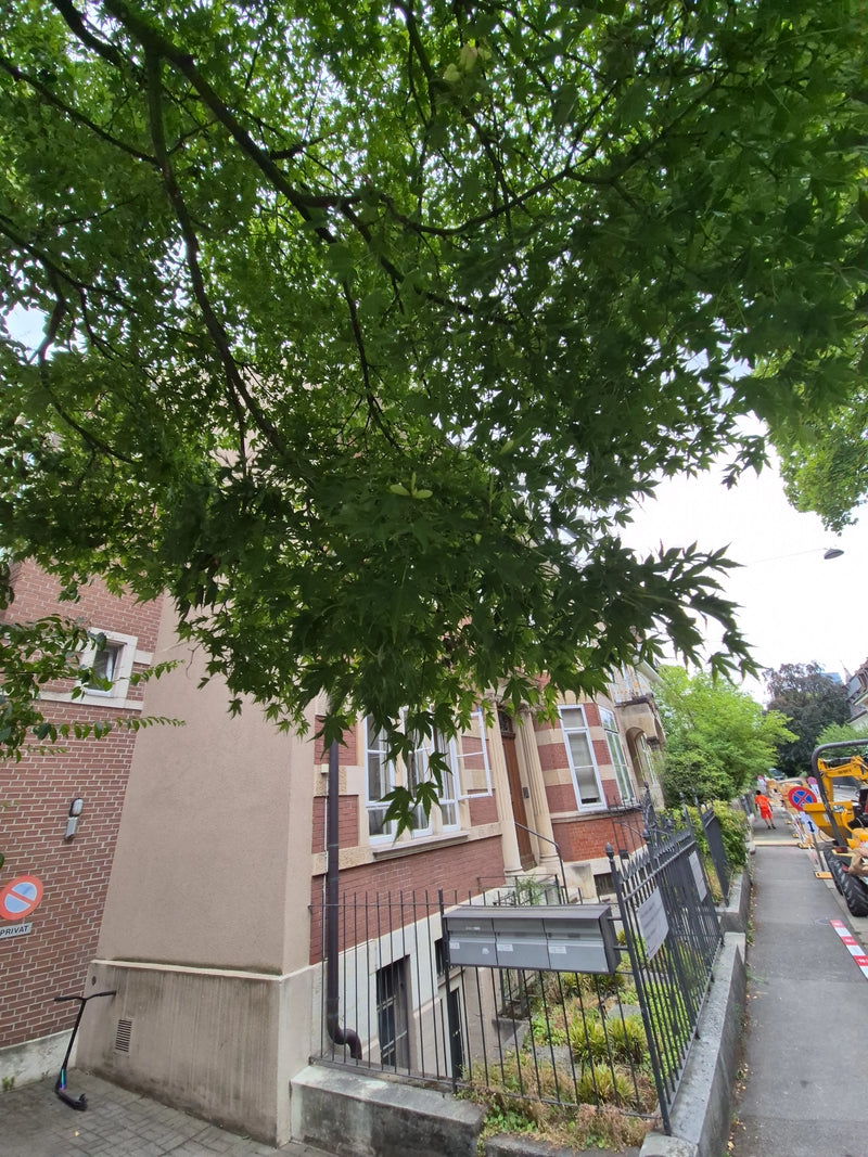 L'immagine mostra le tipiche foglie profondamente lobate di un acero giapponese che cresce di fronte a un edificio residenziale urbano. I rami pendono sul ma...