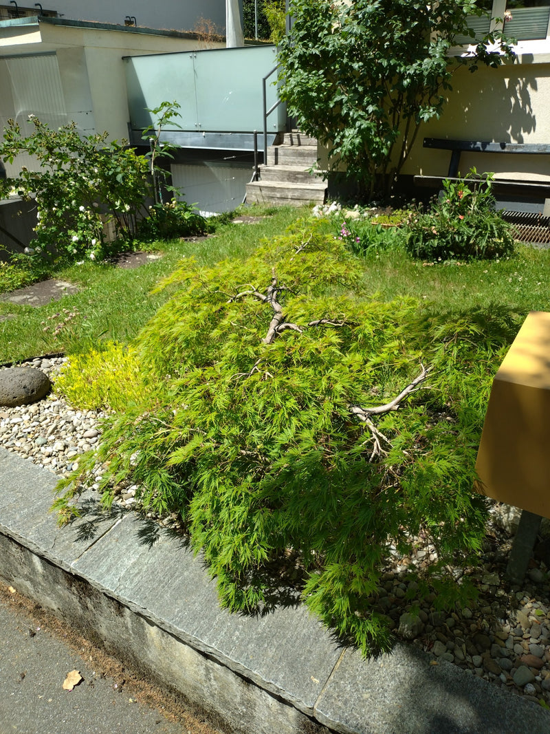 Si vede un piccolo acero giapponese cespuglioso con foglie verdi finemente lobate. L'albero si trova in un'aiuola da giardino vicino a un muro di pietra.