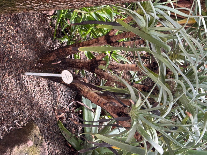 Fächer-Aloe — foto 1 di 1